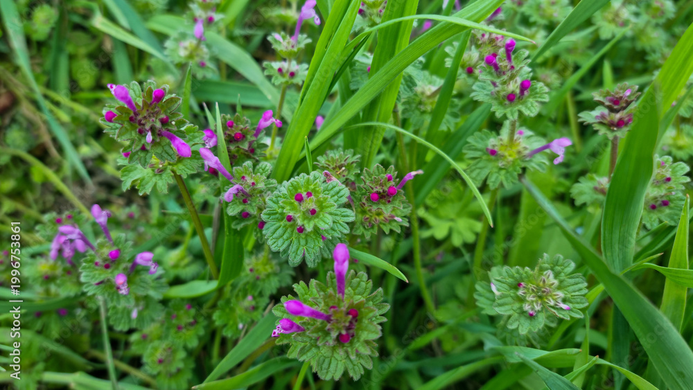 Fototapeta premium Lamium amplexicaule plant with small purple flowers growing in grass