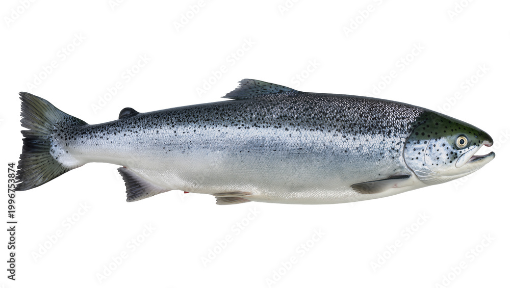 Obraz premium Whole raw salmon fish with dark spots and silver scales, isolated on transparent background