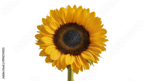 Tableau sur toile Bright yellow sunflower with dark center, isolated on transparent background