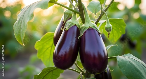 Fresh eggplants growing on a plant in a garden or farm