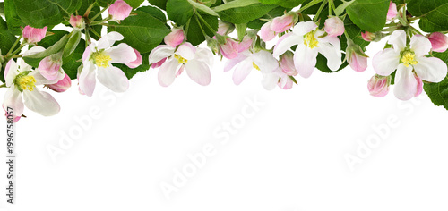 Flowers, leaves and buds of...