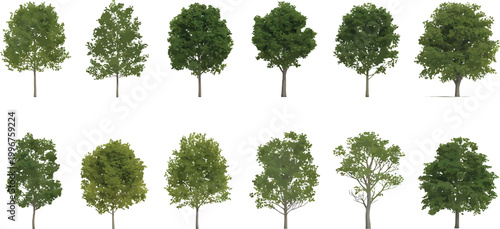 Collection of various green deciduous trees