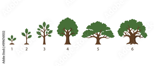 Tree Growth Stages Timeline Infographic, Sequential Development From Sapling To Mature Oak Tree, Biological Life Cycle Concept For Environmental Protection, Business Progress And Nature Education Vect