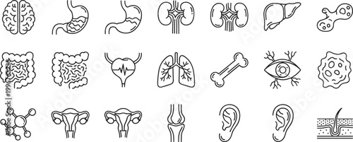 Human anatomy medical icon collection organs brain lungs heart stomach liver kidney intestines uterus DNA tooth eye vector artwork illustration
