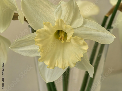 Fotografía Close Up of White Gertie Millar Narcissus Daffodil Flower with Pale Yellow Trump