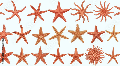 Collection of various starfish species.