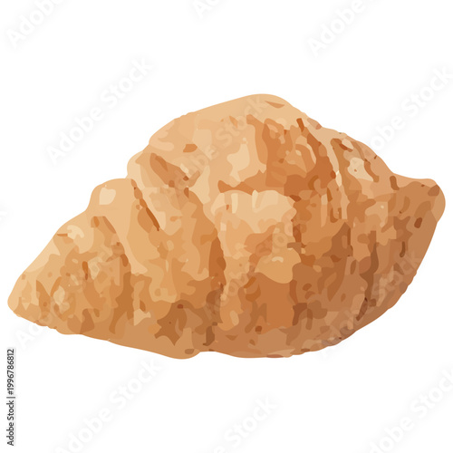 Rough Textured Seashell Natural Marine Ocean Shell Beach Coastal Style