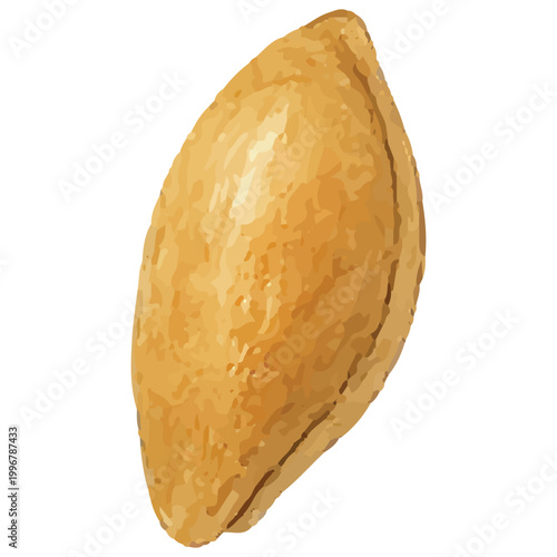 Golden Bivalve Seashell Smooth Marine Shell Beach Ocean Natural Design