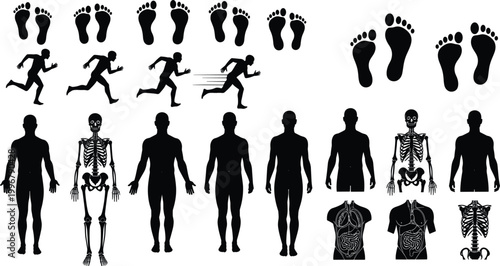 Human Body Anatomy Silhouette Vector Set with Skeleton Footprint Running Figure and Clothing Reference Icons