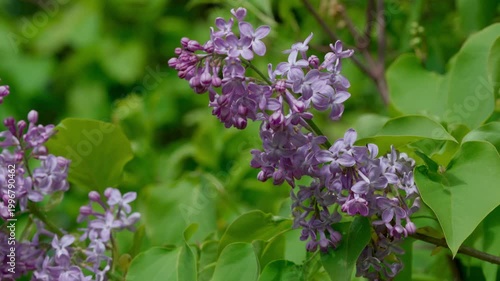 Common lilac blooming in Lithuania May. Close-up of lush purple panicles. Small flowers and details of spring shrub blossoms.