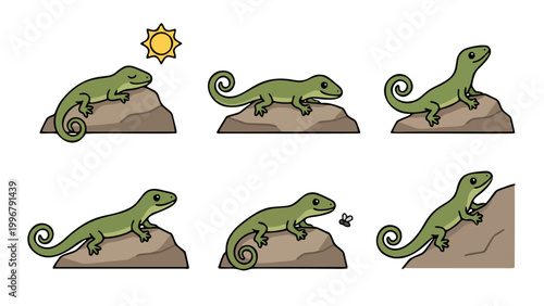 Green lizard in various poses, basking in sun and catching a fly.