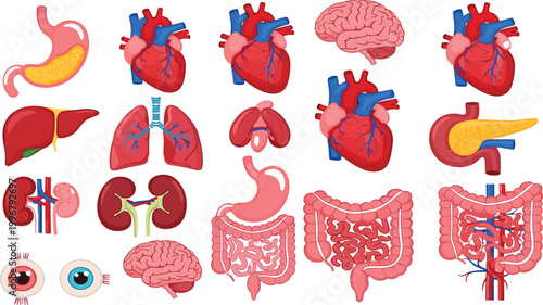 Human internal organs vector illustration set with heart, brain, lungs, liver, stomach, kidneys and digestive system anatomy