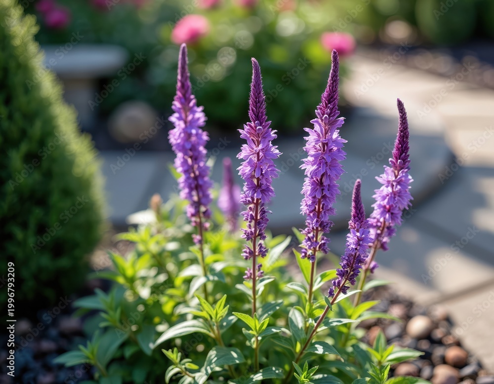 Obraz premium Purple salvia nemorosa flowers bloom on a stony garden bed with green foliage. Coniferous plants and a concrete path create a picturesque landscape. Natural beauty, summer blossom.