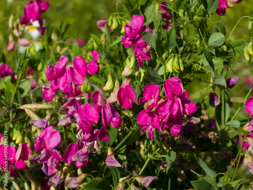 Fotografía Vivid magenta broadleaf sweet pea (Lathyrus latifolius) flowers blooming abundantly on green vines in bright sunlight