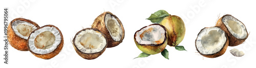 Fresh and ripe coconuts sliced in half, showing white meat and brown shell, with green young coconuts and loose flakes, creating tropical food art watercolor illustration set