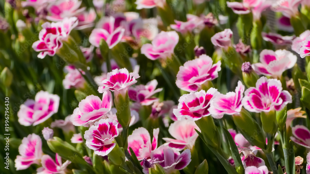 Fototapeta premium Vibrant pink and white Dianthus flowers, also known as Pinks, bloom in a dense cluster, showcasing their ruffled petals and bright colors against a soft green background.