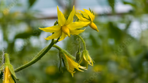Obraz na plátně Close-up of bright yellow tomato flowers and buds blooming on a hairy green stem in a greenhouse garden setting