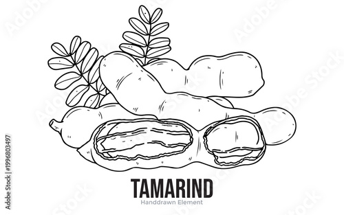 A detailed black and white illustration of ripe tamarind pods, one split open to reveal its seeds and pulp, with green leaves.