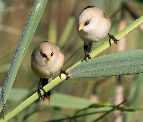 Two juvenile male Bearded Reedling birds on reed leaves with morning dew