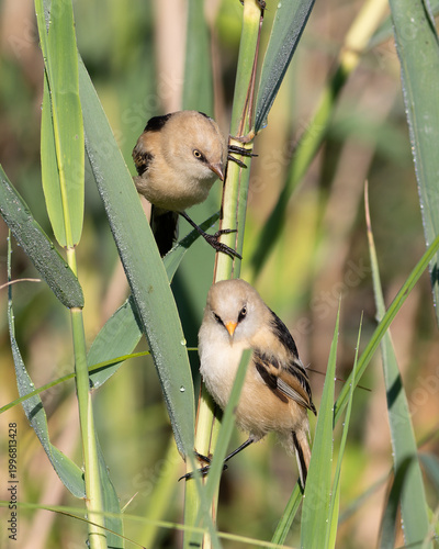 Young Bearded Reedling Pair: Male and Female Juveniles