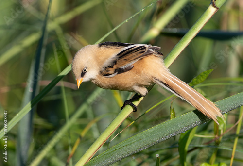 Young male Bearded Reedling looking down on a dewy reed stalk