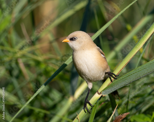 Juvenile male Bearded Reedling perched on dewy reed in natural wetland habitat