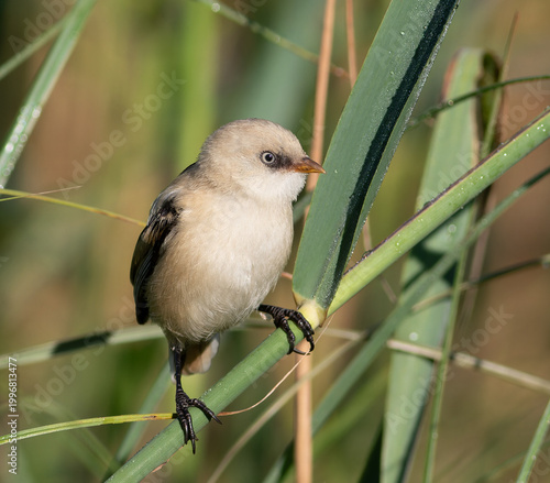 Female Bearded Reedling (Panurus biarmicus) Perched on a Reed Stem in a Wetland