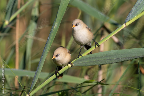 Two young Bearded Reedling birds on dewy reed, facing opposite directions
