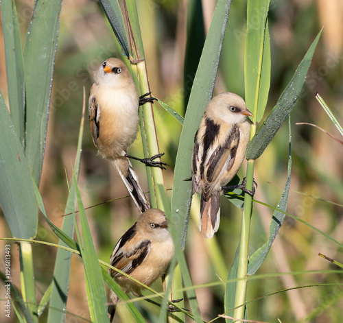 Three Juvenile Bearded Reedlings (Panurus biarmicus) Perched on Green Reed Stems