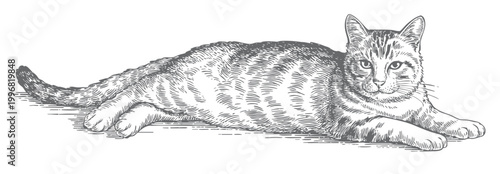 Relaxing tabby cat lying down vintage engraving illustration isolated.