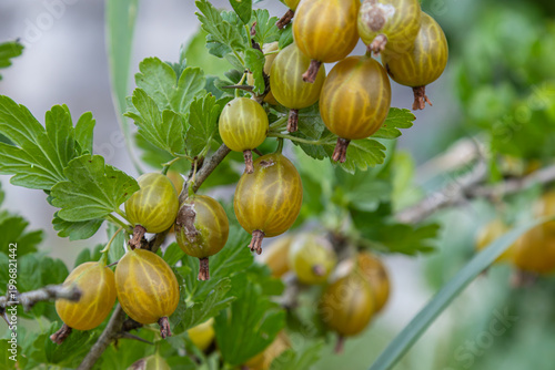 Valokuva Explore the characteristics of Ribes uva-crispa the European gooseberry with its