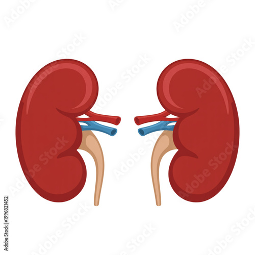 Human kidney anatomy vector illustration, internal organ system with renal artery and vein, medical diagram