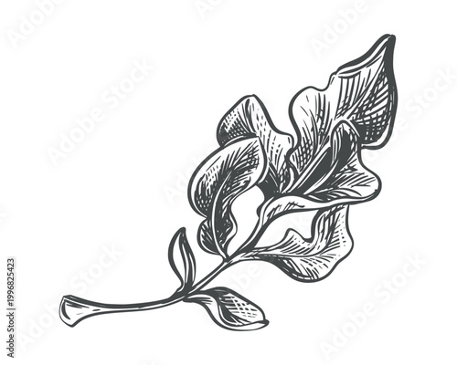 Daikon leaf sketch. Vector illustration of leafy vegetable in. Engraving style. Rhubarb leaves lie on a table against a white background. Hand-drawn, imitating etching. Arugula, spinach, or Mangold.