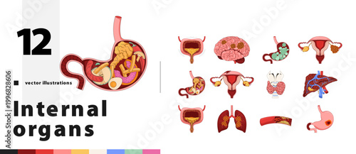 Human internal organs and health conditions cartoon flat illustrations bundle. Food stomach. Blood vessel. Medicine. Cancer tumor 2D images isolated on white. Collection vector drawings colorful