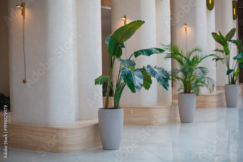Modern luxury hotel lobby interior with white curved sofa, fluted column and green palm plants. Premium lounge waiting area decoration