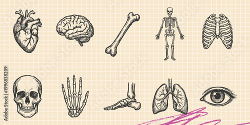 Tableau sur toile Black ink scribble doodle vector vintage hand drawn set of human anatomy skeleto