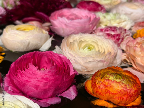 Ranunculus buttercups colorful flowers beautiful blooms 