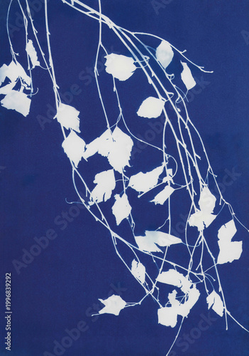 Birch tree branches in blue cyanotype background
