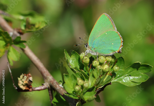 A Green Hairstreak Butterfly (Callophrys rubi) perching on a hawthorn tree flower in springtime.