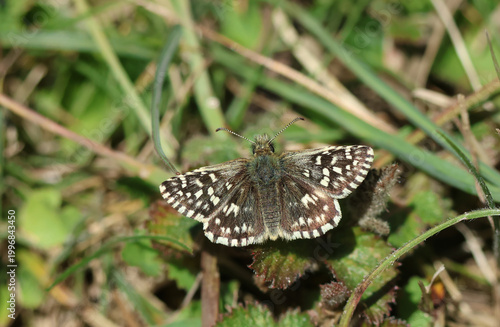 A rare Grizzled Skipper Butterfly, Pyrus malvae, resting on a plant in spring.