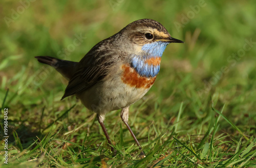 A rare Red-spotted Bluethroat, Luscinia svecica svecica, hunting for food on the grass.