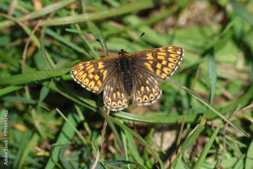 A newly emerged rare Duke of Burgundy Butterfly, Aricia agestis, resting on a plant in a medow.