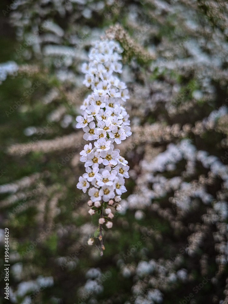 Naklejka premium lilac flowers in the garden