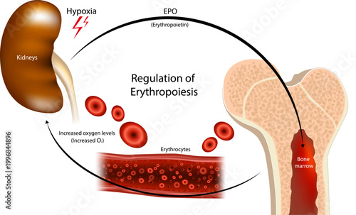 Regulation of Erythropoiesis Process Medical Infographic Kidney Hypoxia EPO Bone Marrow. EPO Production