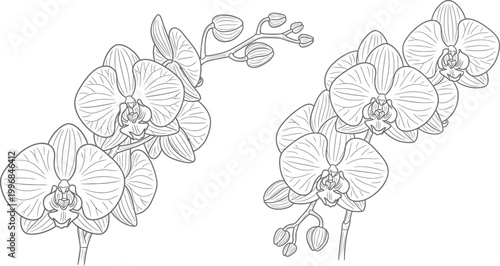 Elegant hand drawn botanical line art illustration of phalaenopsis orchid flowers with buds for floral design