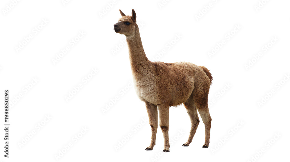 Fototapeta premium Elegant guanaco standing tall in a natural setting, showcasing its wild beauty