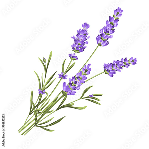 Hand drawn lavender bush vector illustration isolated