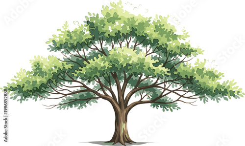 Large green tree with wide canopy and detailed branches illustrating natural landscape, forest vegetation, and realistic botanical vector illustration