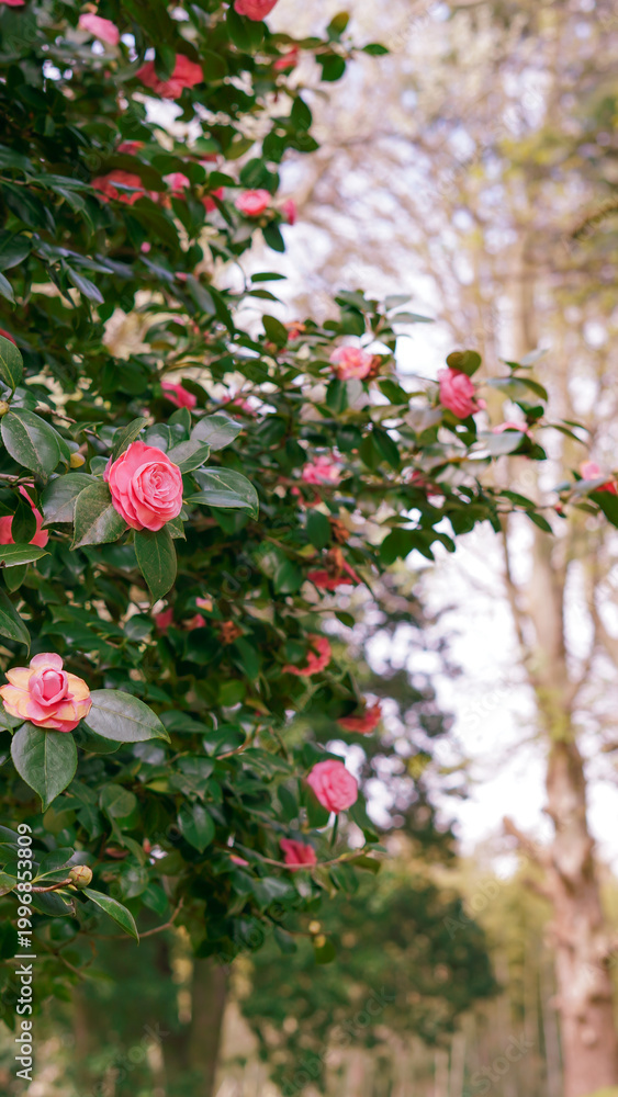 Naklejka premium Pink camellia flowers blooming on green foliage in a garden setting