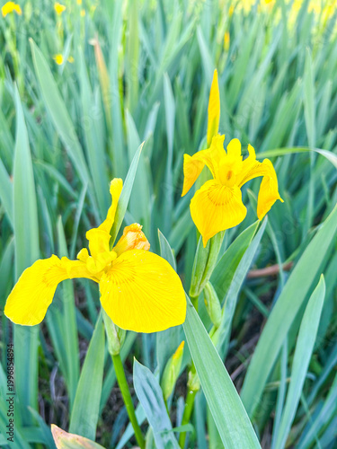 Yellow Iris Close-Up